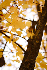 autumn background, autumn colors, leafs