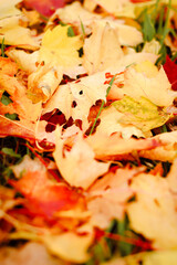 autumn background, autumn colors, leafs