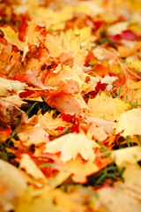autumn background, autumn colors, leafs