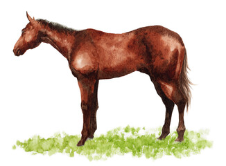 アナログ水彩画馬の全身