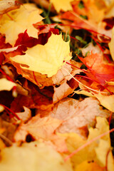 autumn background, autumn colors, leafs