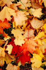 autumn background, autumn colors, leafs
