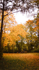 autumn background, autumn colors, leafs