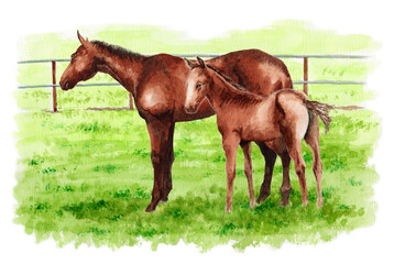 アナログ水彩画牧場にいる馬の親子