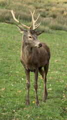 Aveyron cerfs biche sangliers
