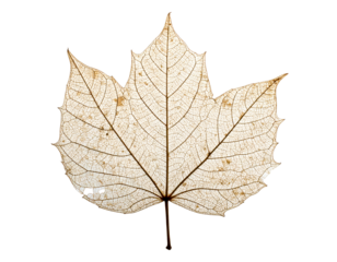 Delicate translucent leaf skeleton with intricate veins against a black background