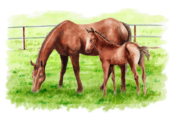 アナログ水彩画牧場にいる馬の親子