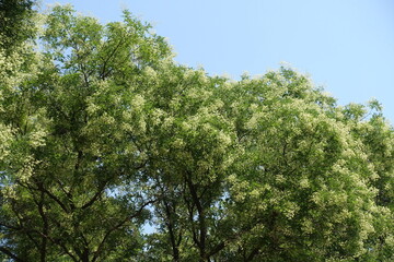Bright blue sky and branches of blossoming Styphnolobium japonicum in August