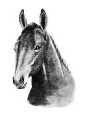アナログモノトーン水彩画馬の顔