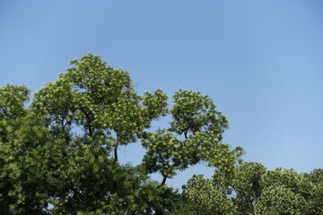 Cloudless blue sky and blossoming Styphnolobium japonicum in August