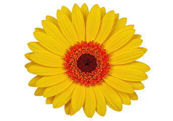 Isolated bright yellow Gerbera daisy with reddish orange center against plain backdrop