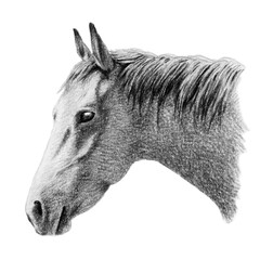 アナログ鉛筆画馬の横顔