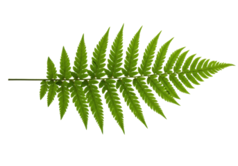 Isolated Fern Leaf with Beautiful Pinnate Venation, Green Plant Specimen for Design Work