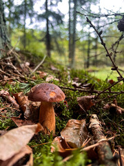Edible Boletus badius mushrooms growing on a moss ground in a forest 