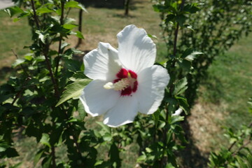 1 white crimsoneyed flower of Hibiscus syriacus in mid August
