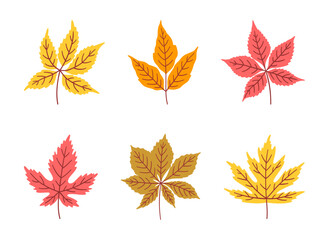 Set of diverse autumn leaves. Foliage of maple, chestnut, and five-leaved ivy in red, orange, yellow, green colors, fall background. Vector illustration
