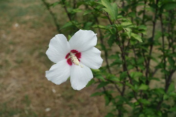 A flower of white and red Hibiscus syriacus in August