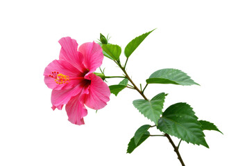 Isolated pink hibiscus flower with green leaves and stem, tropical blossom, vibrant floral plant