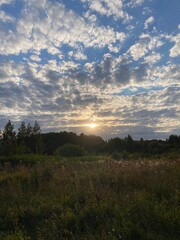 sunset in the forest