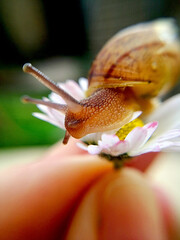 Macro Snail on Daisy Flower Held by Hand