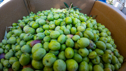 Fresh green olives collected in a cardboard box.