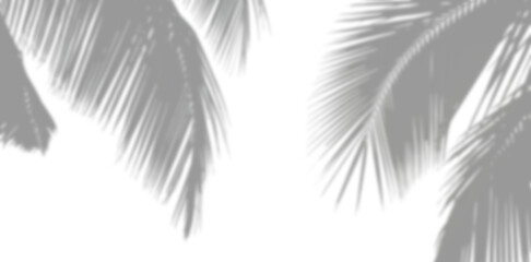 Shadow of palm leaves isolated on white