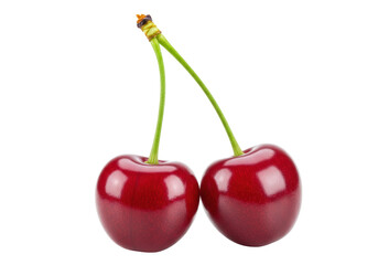 Isolated pair of delicious dark red cherries on shared stem are ready to be picked