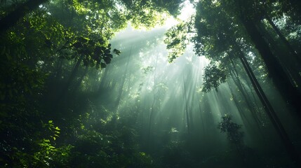 Fototapeta premium Sunbeams shine through the trees in a misty forest, creating a magical, ethereal atmosphere.