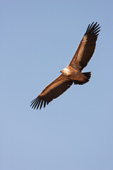 Griffon vulture (Gyps fulvus) soaring in a clear blue sky.