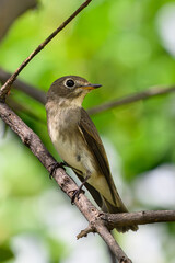 Asian brown flycatcher