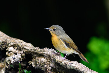 Hill Blue Flycatcher Female