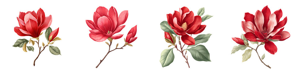 Red Magnolia Flowers Isolated on White - Watercolor Style Illustration