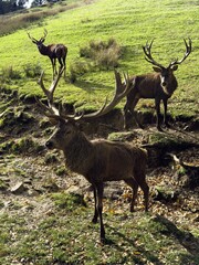 Aveyron cerfs biches sangliers