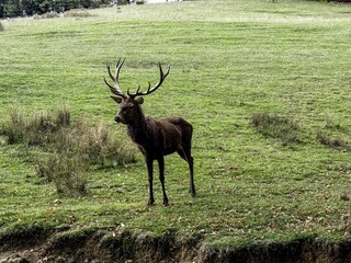 Aveyron cerfs biches sangliers