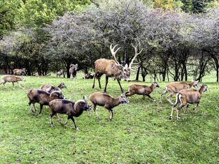 Aveyron cerfs biches sangliers
