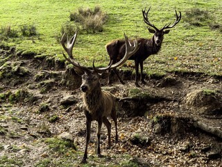 Aveyron cerfs biches sangliers