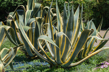 Striking, variegated leaves of an agave plant, featuring bold green and yellow stripes, set against a natural outdoor background. Agave grow in park located near sea terminal in city of Sochi.