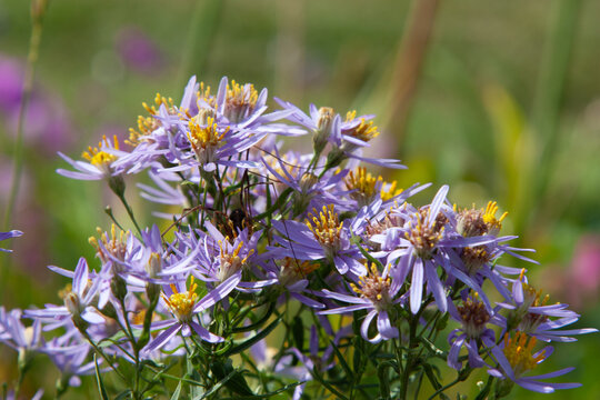 Cute little violet flower. Aster sedifolius or Galatella sedifolia. Summerpurple flowers with a beautiful golden center for background, post, screensaver, wallpaper, postcard, banner, cover, website