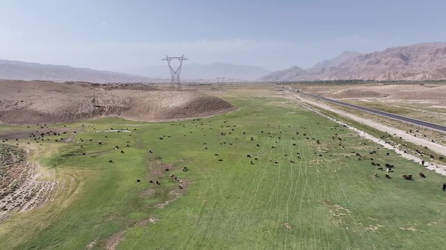Drone over Balkh Afghanistan. Herd of Cows Grazing in Farming Field Aerial view next to road