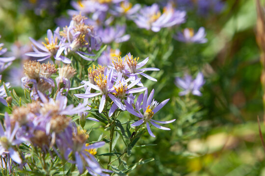 Cute little violet flower. Aster sedifolius or Galatella sedifolia. Summerpurple flowers with a beautiful golden center for background, post, screensaver, wallpaper, postcard, banner, cover, website