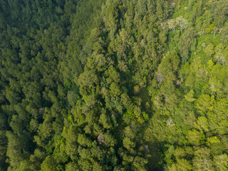 Aerial panoramic view of lush green mountain forest under daylight.