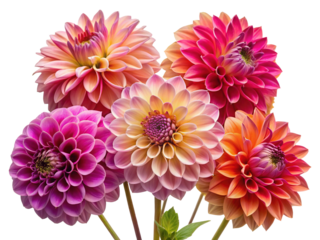 A vibrant bouquet of five dahlia flowers in various shades of pink, orange, and yellow, showcasing their intricate petal structures, isolated on a clean transparent background