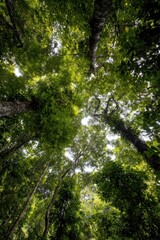 Obraz premium Looking up at tall trees in lush green rainforest canopy from below in tropical location