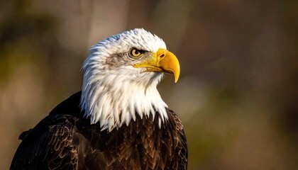Obraz premium Close Up Portrait of a Majestic Bald Eagle with Intense Gaze and Yellow Beak Set Against a Softly Blurred Natural Background