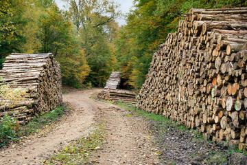 billots de bois entassés en forêt 