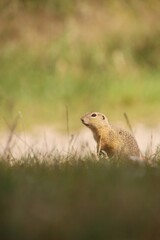 A wild ground squirrel is looking around the meadow.