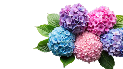 Vibrant bouquet of multi-colored hydrangea blossoms, showcasing a mix of pink, blue, and purple petals with lush green leaves, arranged beautifully and isolated on a clean white background, perfect fo