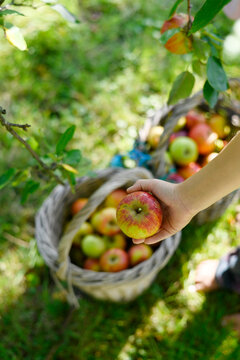 Hand picking cox orange apple from basket during harvest in garden