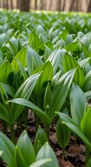 Obraz premium Lush Greenery - A Forest Floor Covered in Wild Plants.