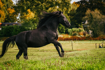 Murgese horse running in freedom with long manes in a green pasture